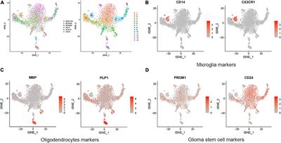 NPC2 as a Prognostic Biomarker for Glioblastoma Based on Integrated Bioinformatics Analysis and Cytological Experiments